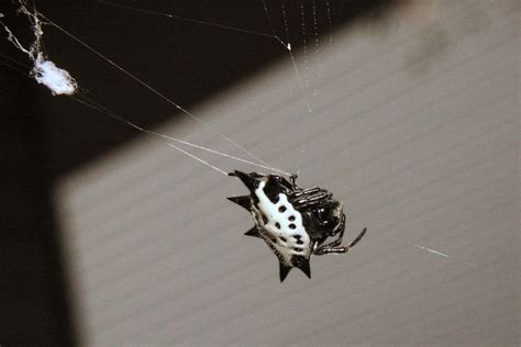 Spiny Backed Orb Weaver 118 | Shutterbug