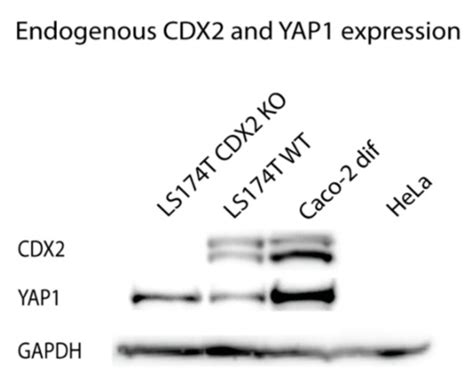 HNF4α and CDX2 Regulate Intestinal YAP1 Promoter Activity