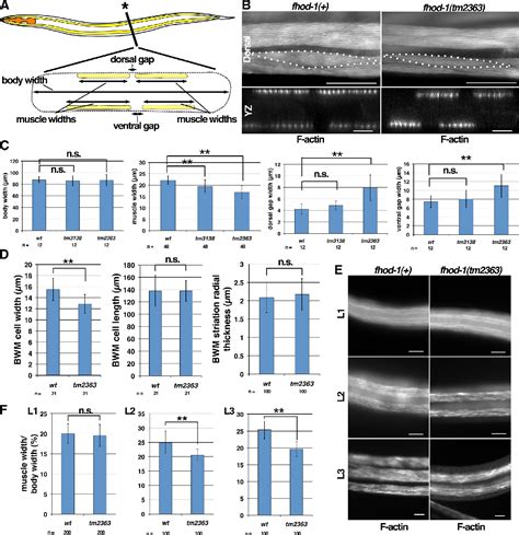 Image result for Z-Line Muscle Cell