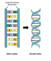 DNA Structure and Replication 的图像结果