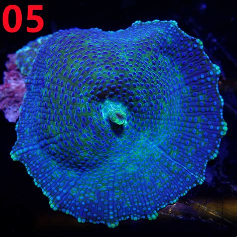 BLUE SPOTTED DISCOSOMA MUSHROOM CORAL - Exotic-Corals malaysia farm