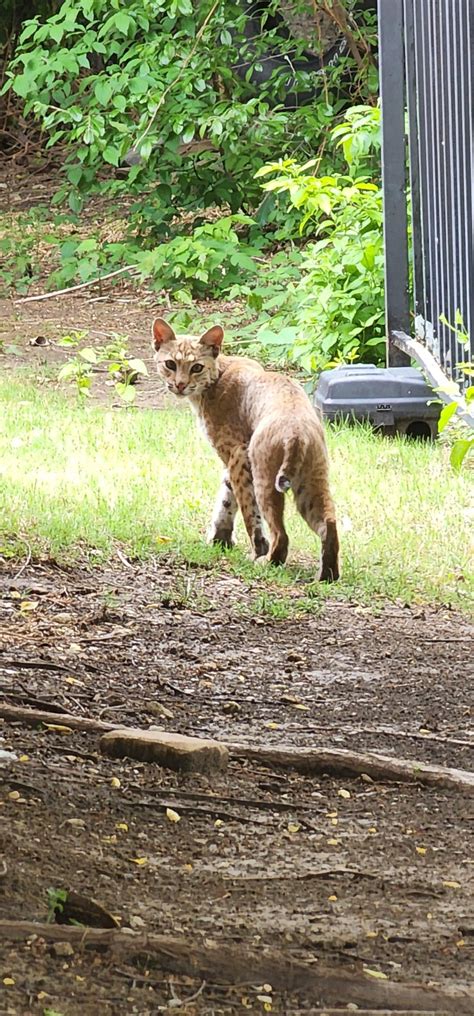 Beautiful bobcat seen along the fence line behind John Clark Stadium ...