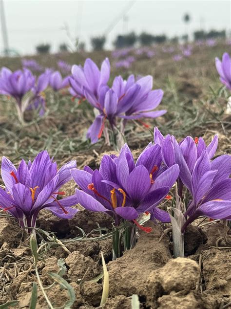 PREMIUM KASHMIRI SAFFRON | SPIISRY