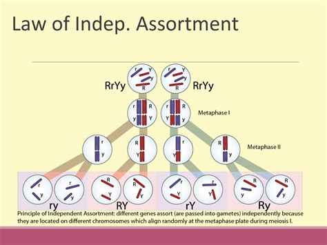 Law Of Independent Assortment