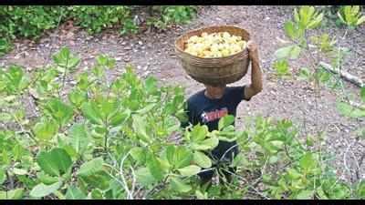 Goa: Adverse weather, Covid surge dampens cashew feni industry | Goa ...