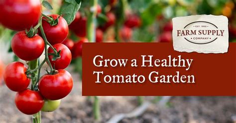 Tomato Clinic , 224 Tank Farm Rd, San Luis Obispo, CA 93401-7508 ...