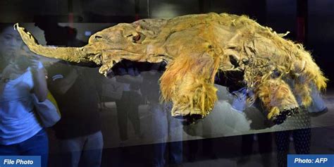 RNA recovered from Siberian mammoth that died 39,000 years ago ...