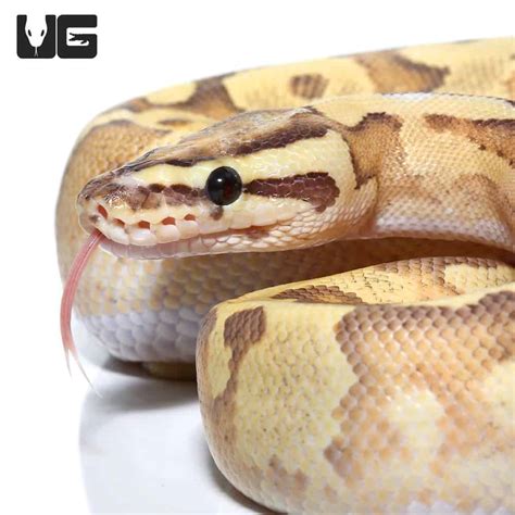 Image result for Enchi Leopard Ball Python
