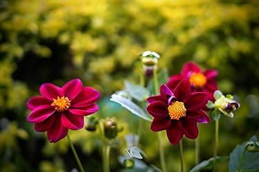 Sony E Mount FE 50mm F1.8 Full-Frame Lens (SEL50F18F) | Standard Prime ...