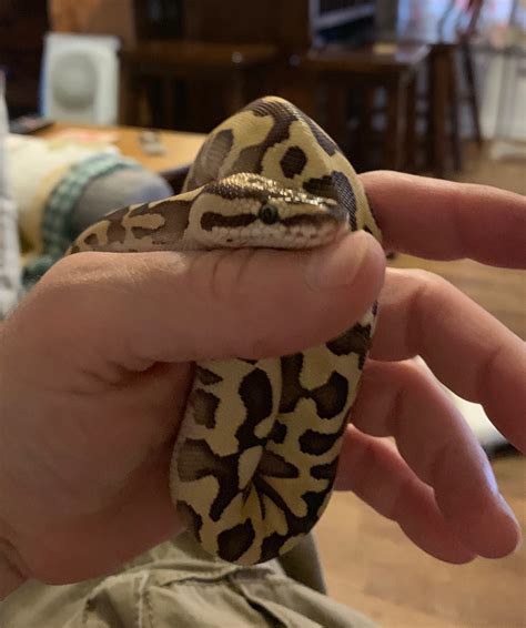 Image result for Green Ball Python