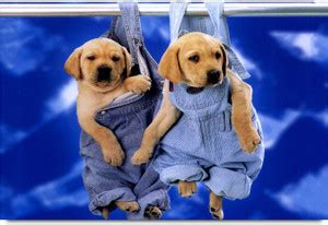 Cute Puppies Paper Print - Animals posters in India - Buy art, film ...