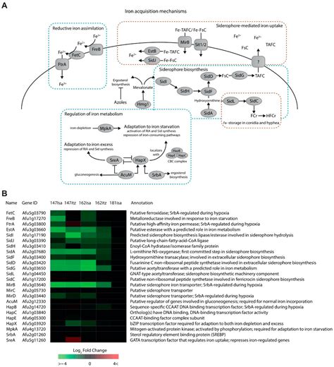The Transcriptome Response to Azole Compounds in Aspergillus fumigatus ...