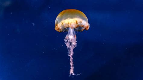 Download wallpaper 1366x768 jellyfish, brown, underwater, sea, depth ...