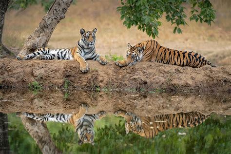 Bandhavgarh Through A Lens | Nature inFocus