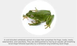 Phylum Chordata (Class - Amphibia and Reptilia) - NEET PDF Download