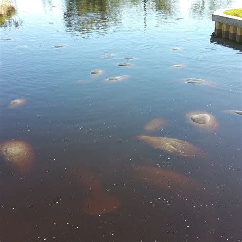 MANATEE WORLD (2024) All You Need to Know BEFORE You Go (with Photos ...