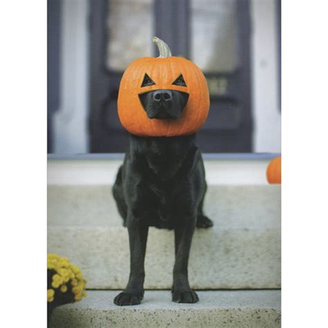 Dog With Pumpkin Outfit