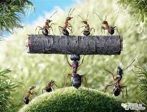 蚂蚁的一生为了什么？---每日一写