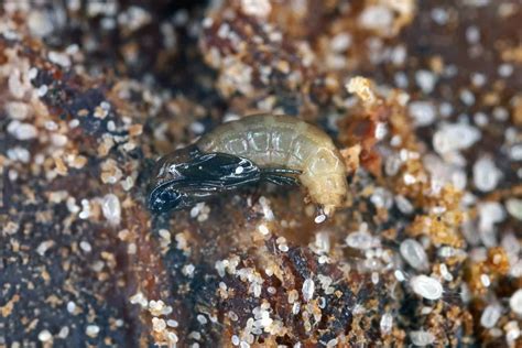 Fungal Gnats: A Threat to Your Monstera's Roots