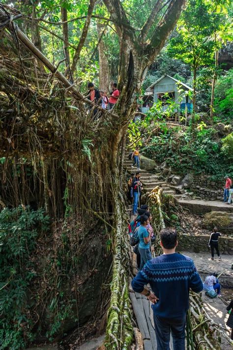 Image result for Tree Root Bridge