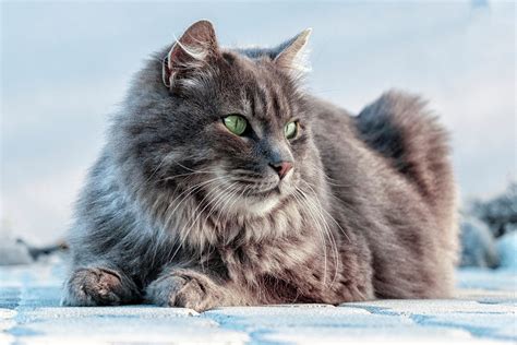 Image result for Gray Cat Rust