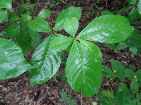 Rauvolfia tetraphylla L. | Plants of the World Online | Kew Science