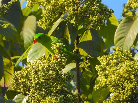 Vernal-hanging Parrots