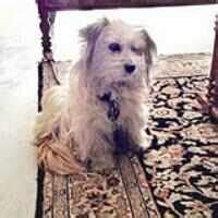 Dog kidnapped by gang of four; police spread the dragnet