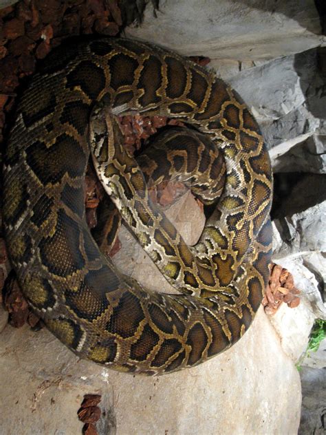 Image result for Burmese Python Recipes