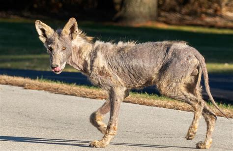 Coexisting with wildlife: Coyotes | Forest Preserve District of Will County