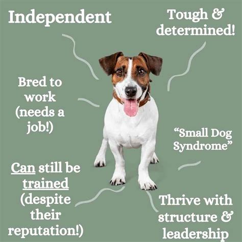 Behavior Of Jack Russell Dog