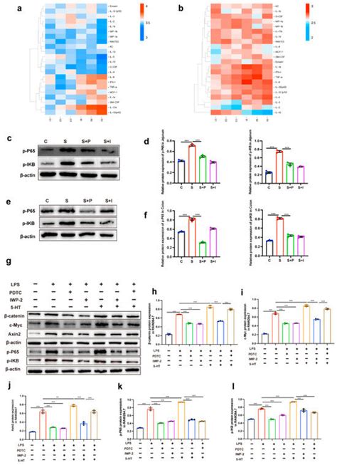 Restraint Stress Disrupted Intestinal Homeostasis via 5-HT/HTR7/Wnt/β ...