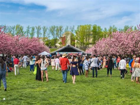 A Guide for Indian tourists to Cherry Blossom Season in Japan: A ...