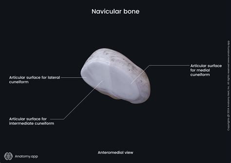 Navicular Bone