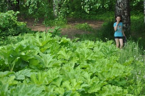 Как люди с борщевиком борются - Парма-Новости