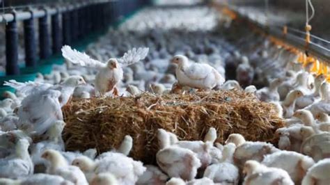 韩国暴发高致命性禽流感疫情，已扑杀超40万只家禽