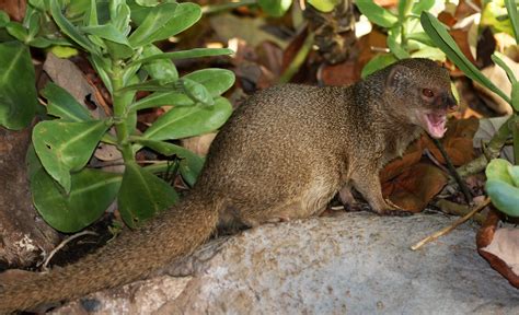 Hawaii’s Monstrous Miniature Mongoose – Novel Ecology