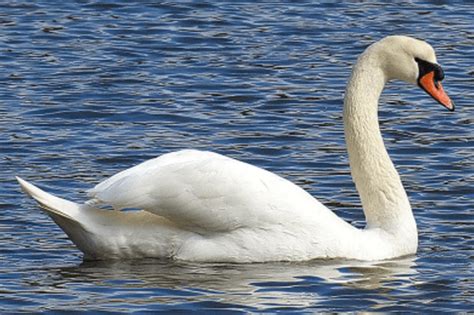 Swan works amazingly as per Vastu.