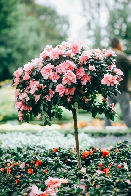 Image result for Springtime Garden