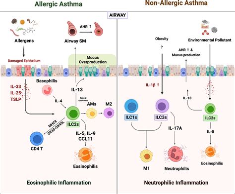 Frontiers | Memory-like innate lymphoid cells in the pathogenesis of asthma