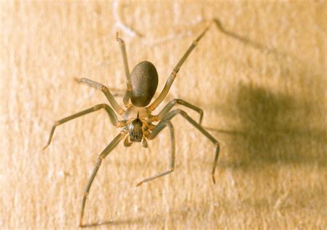 Brown Recluse Spider Look Alike