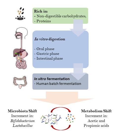 In Vitro Modulation of Gut Microbiota and Metabolism by Cooked Cowpea ...