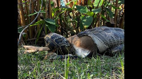 Burmese Python Florida Eating Deer 的图像结果