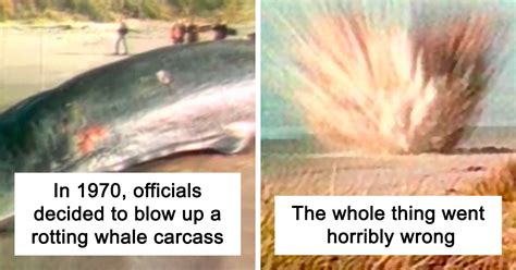 Image result for Sperm Whale Exploding