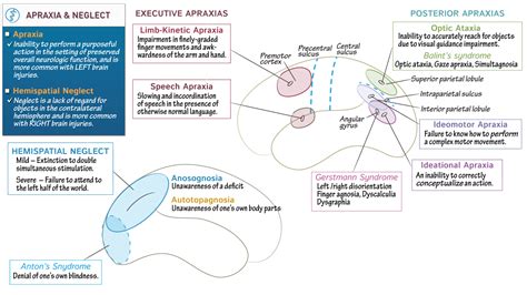 Neurological System: Apraxia & Neglect | ditki medical & biological ...