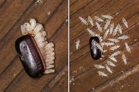 Image result for Cockroach Hatching
