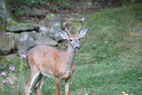 9 Wild Animals Thriving In Illinois Cities (And Sneaking Into Backyards)