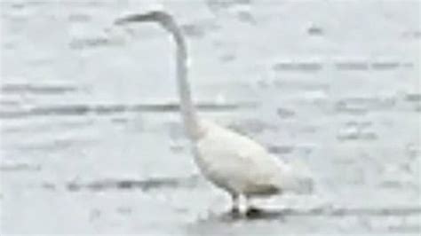 Are leucistic birds ostracised from the flock? Readers’ nature queries ...