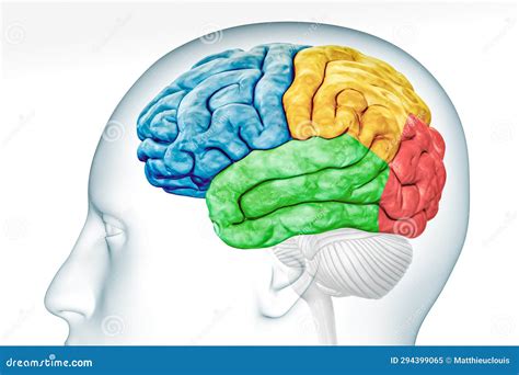 Image result for Human Brain Cortex