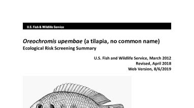Ecological Risk Screening Summary - Oreochromis upembae (a tilapia, no ...